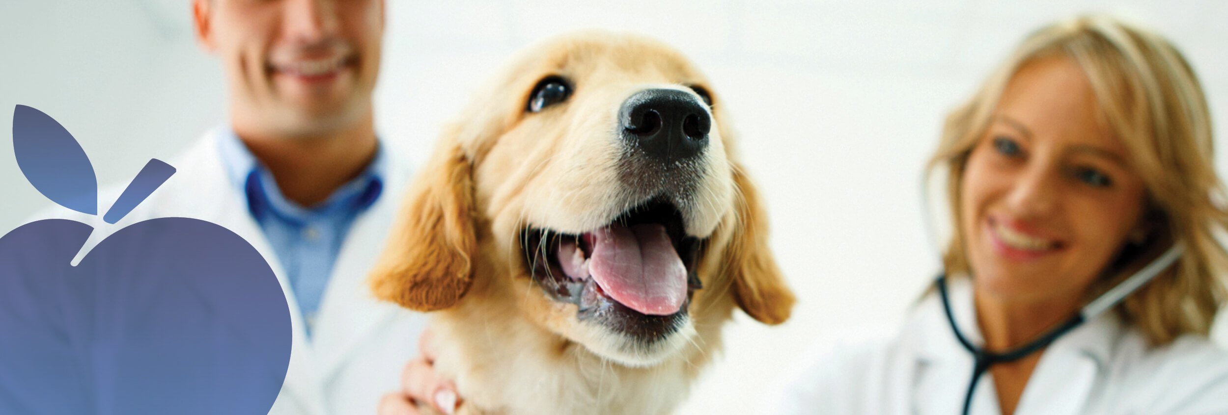 10 Apple Bank Header Photos Pet Ins